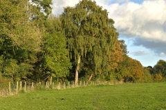 Perimeter of the Hay Meadow