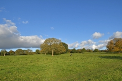 The Common Plot Mount Road Meadow in Autumn 2