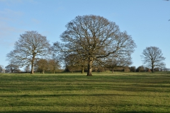 Winter Trees Mount Road Meadow