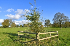 The Bob Macey Commemorative English Oak